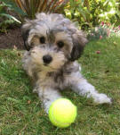 Toy Schnoodle Puppy Breeder Scotland