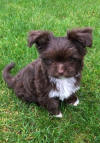 SedgysMiniMe BieChi Biewer x Chihuahua Long haired