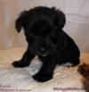 bLACK MINIATURE sCHNAUZER fEMALE pUPPY