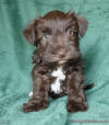 Liver Chocolate Brown Miniature Schnauzer