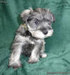 Pepper Salt miniature Schnauzer female Puppy