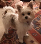 Betsy Dean Biewer Terrier x Chihuahua Puppy SedgysMiniMe  