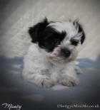 Biewer Terrier Puppy Breeder Scotland