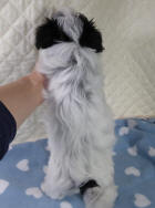 Rear View Biewer Terrier Puppy SedgysMiniMe Tyson 