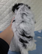 Back of Biewer Terrier Puppy