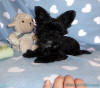 SedgysMiniMe Tiny Biewer Terrier Puppy