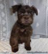 SedgysMiniMe Liver chocolate Brown Miniature Schnauzer Puppy