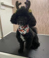 SedgysMiniMe Cooper Toy Poodle