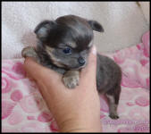 Blue Tan Long Coat Female Chihuahua Puppy