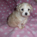 Chinese Crested x Toy Poodle Puppy