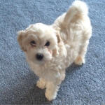 Chinese crested c toy poodle