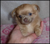 Lilac Fawn Long Coat Female Chihuahua Pup