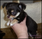 Chocolate Tricolour Male Long Coat Chihuahua Puppy