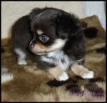 Chocolate Tricolour Male Long Coat Chihuahua Puppy