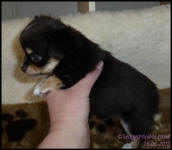 Chocolate Tricolour Male Long Coat Chihuahua Puppy