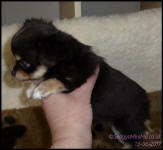 Chocolate Tricolour Male Long Coat Chihuahua Puppy