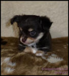 Chocolate Tricolour Male Long Coat Chihuahua Puppy