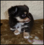 Chocolate Tricolour Chihuahua