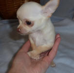 Chihuahua Puppy Breeder Scotland