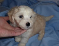 Chinese Crested x Toy Poodle