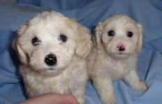 Chinese Crested x Toy Poodle