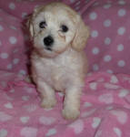 Chinese Crested x Toy Poodle