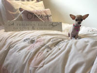 Tiny Fawn and White Chihuahua