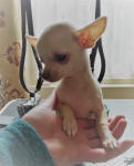 Peggy White Chihuahua Female
