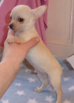 White Chihuahua Male Puppy