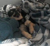 Black Tricolour Chihuahua