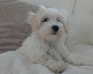 Chinese Crested x Poodle