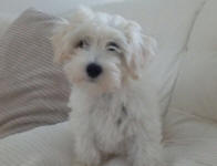 Chinese Crested x Poodle