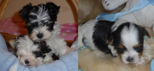 Biewer Yorkshire Terrier Pups
