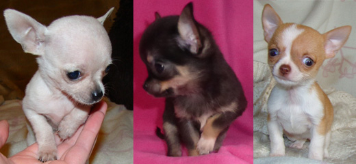 Chihuahua Puppies