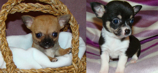 Chihuahua in a basket