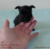 Tiny Teacup Biewer Terrier Puppy 