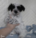 Biewer Terrier Puppy For Sale Scotland